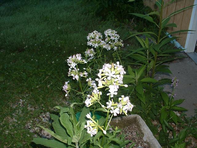 Saponaria officinalis  (Seed)